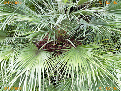 Chamaerops