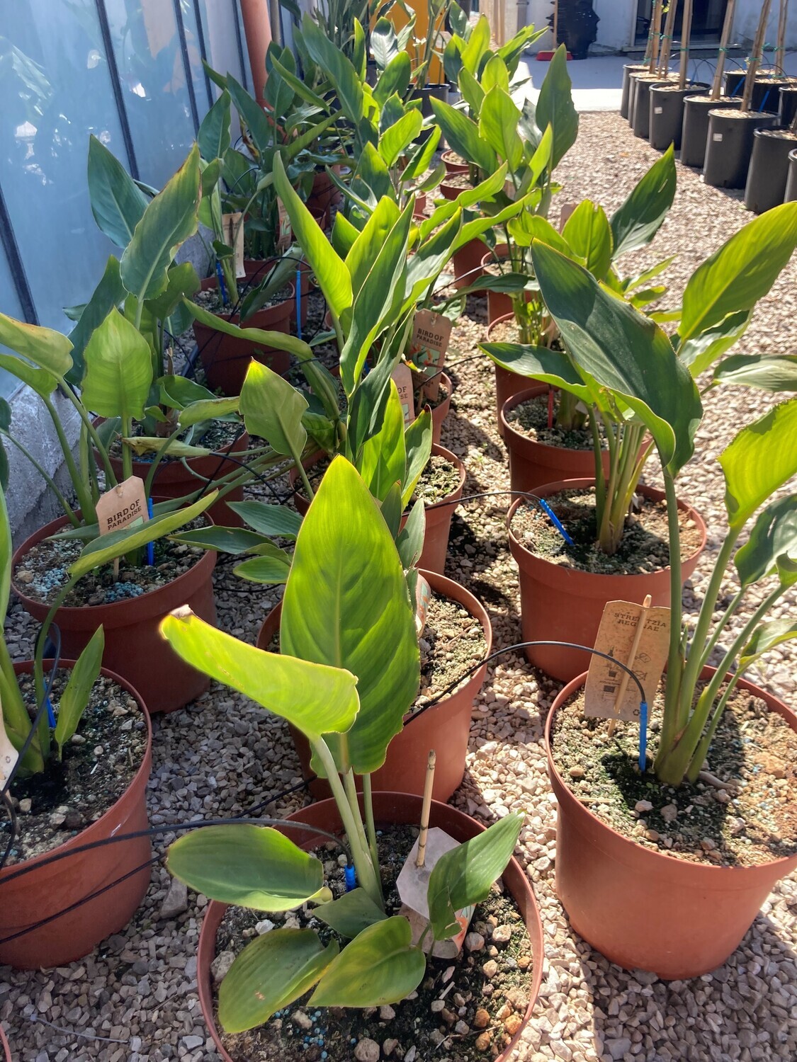 Strelitzia Reginae