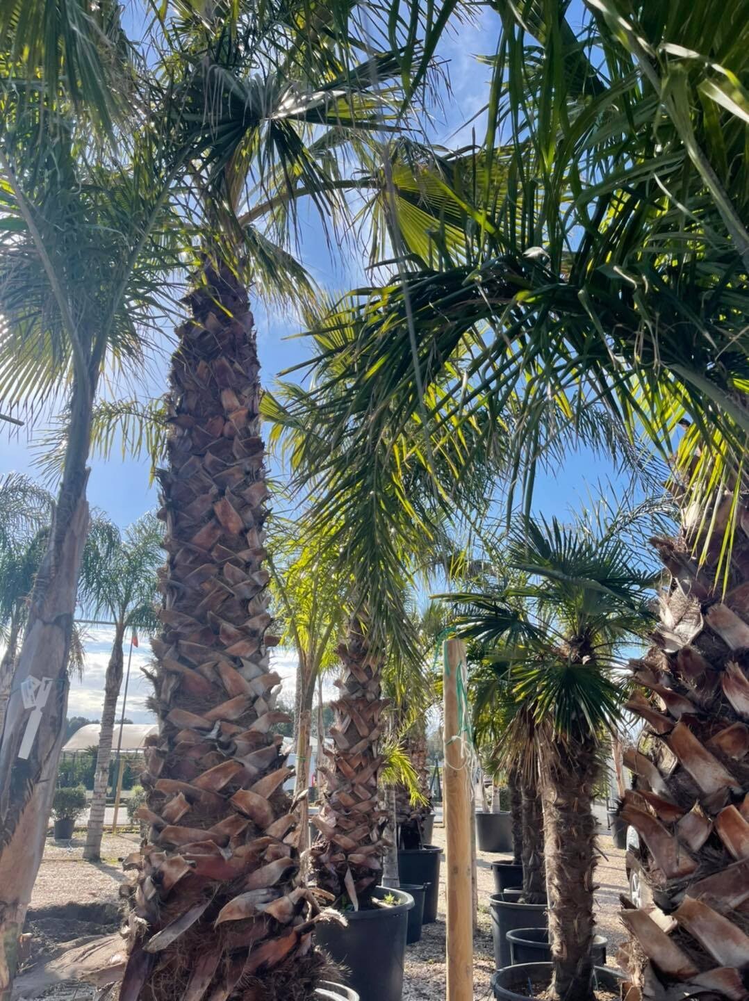 Washingtonia Filifera