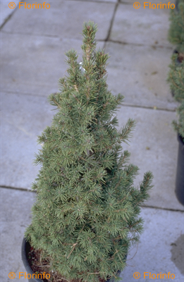 Juniperus