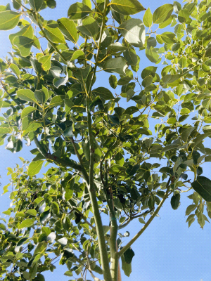 Cinnamomum Camphora