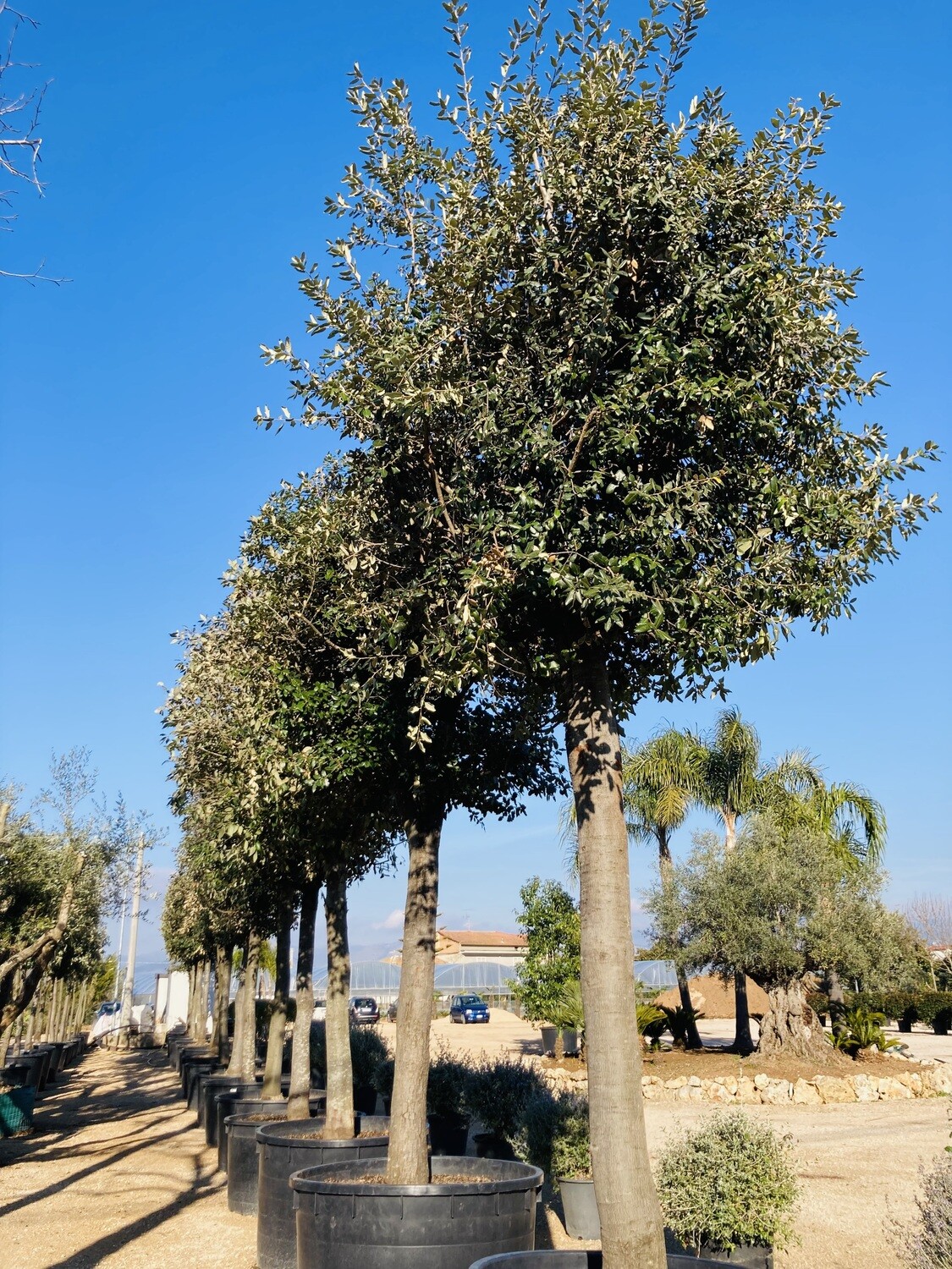 Quercus Ilex (Leccio)