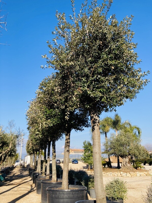 Quercus Ilex (Leccio)