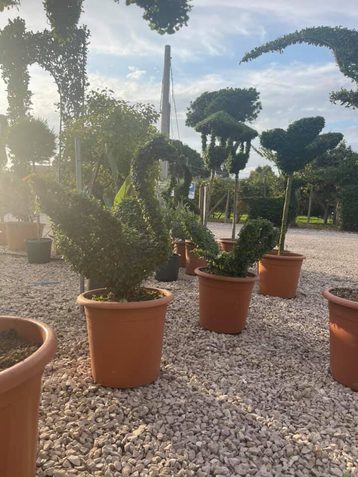 Arte Topiaria