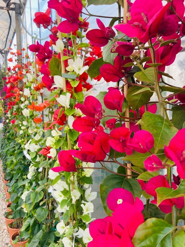 Bouganvillea