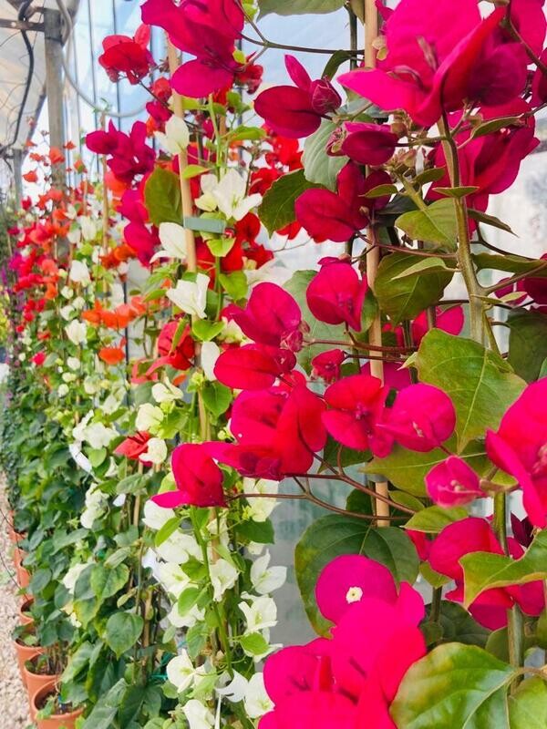 Bouganvillea