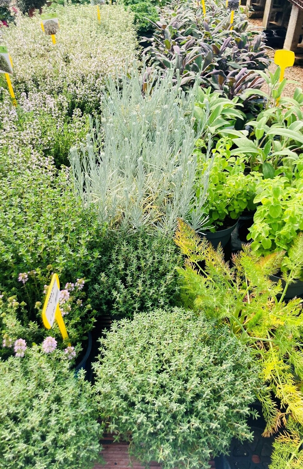 Aromatiche