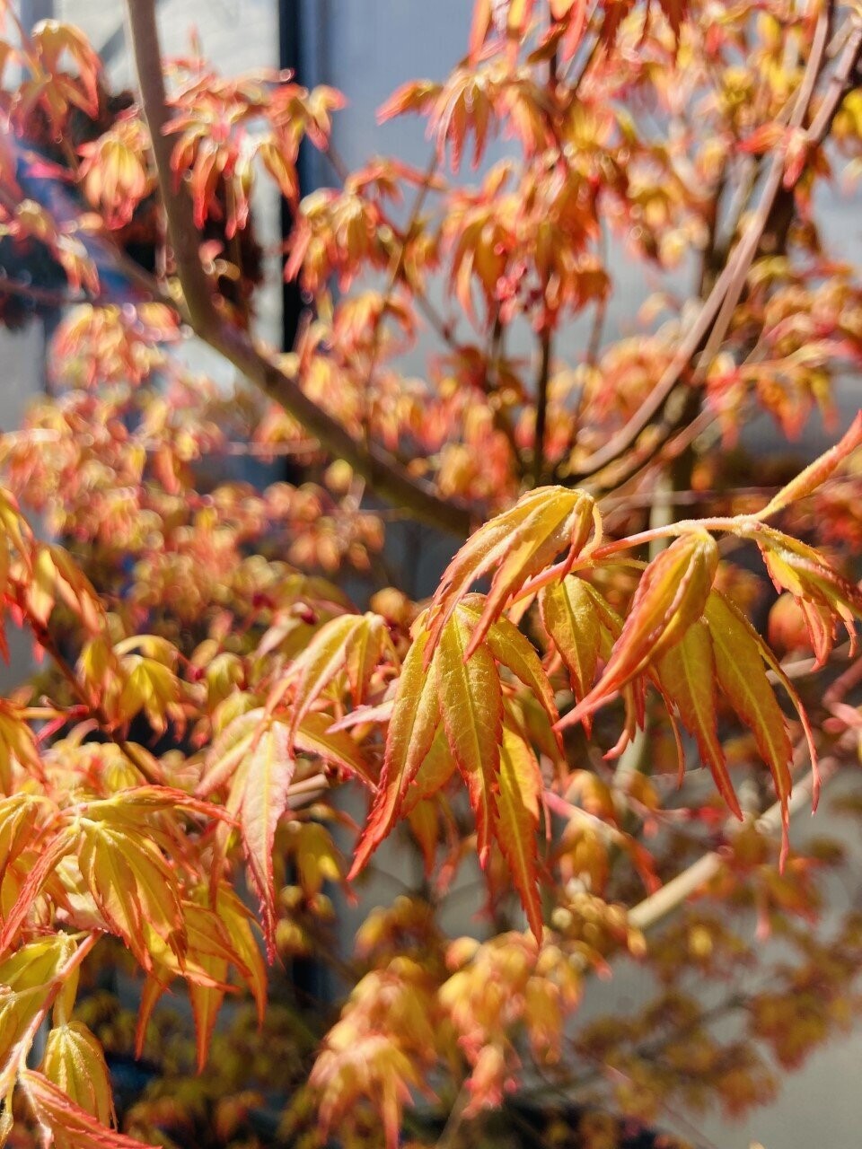 Acer Palmatum