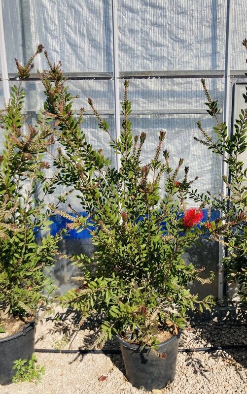 Callistemon Citrinus