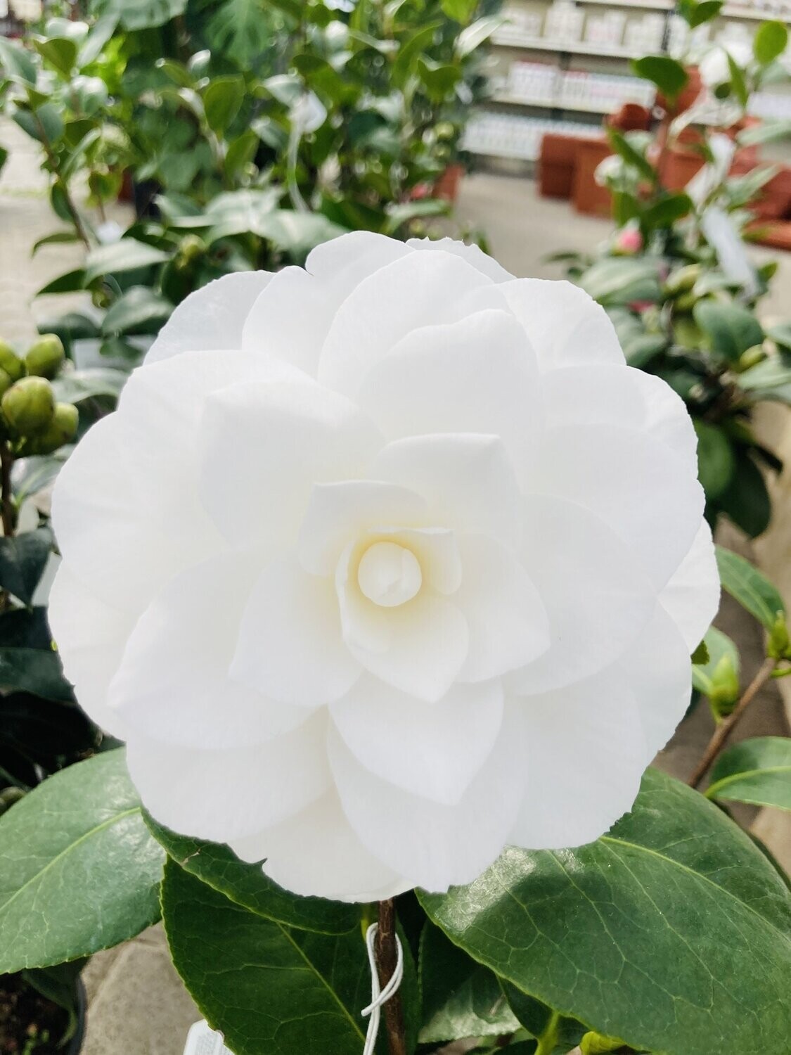 Camellia