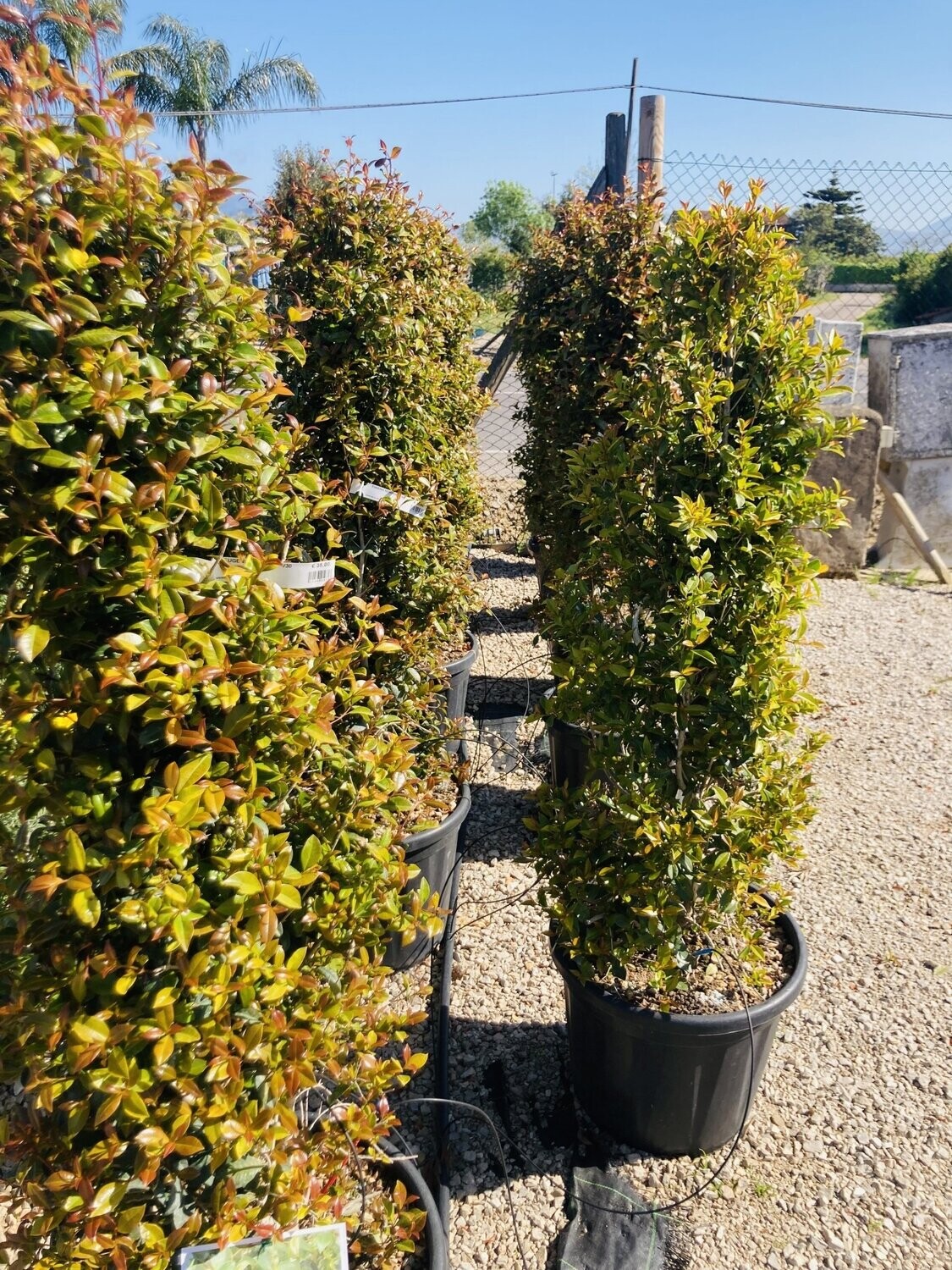 Eugenia Myrtifolia