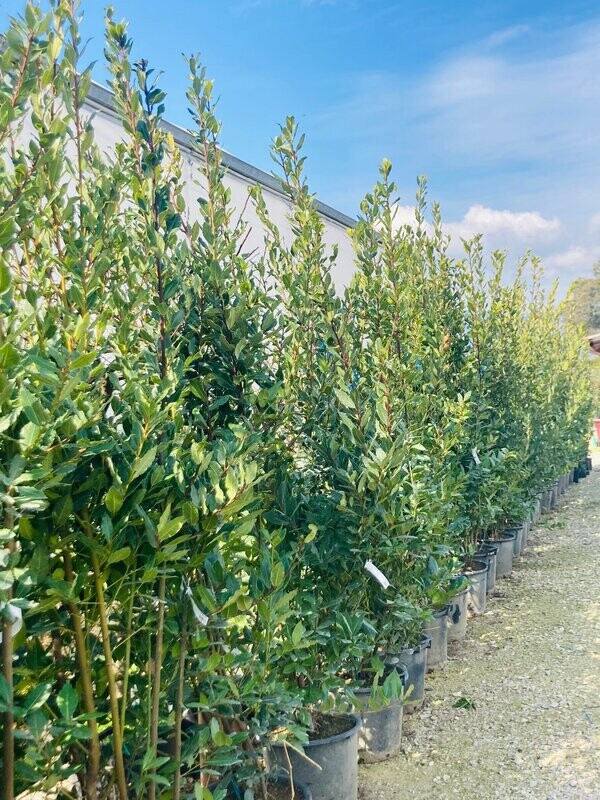 Laurus Nobilis (Alloro)