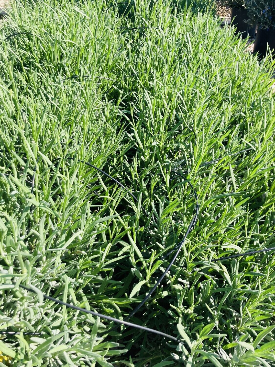 Lavandula Angustifolia
