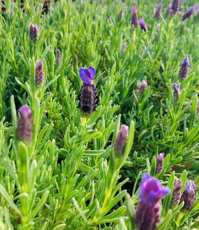 Lavandula Stoechas
