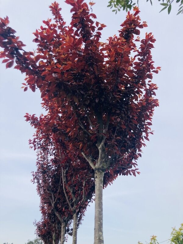 Prunus Cerasifera Pissardi