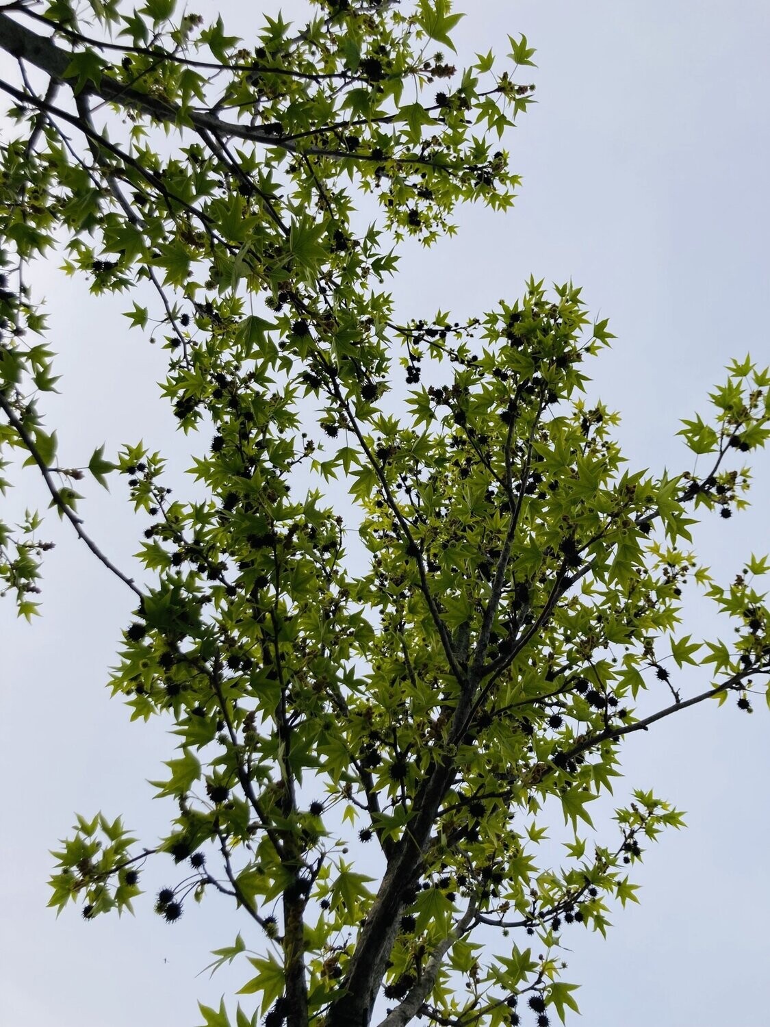 Liquidambar