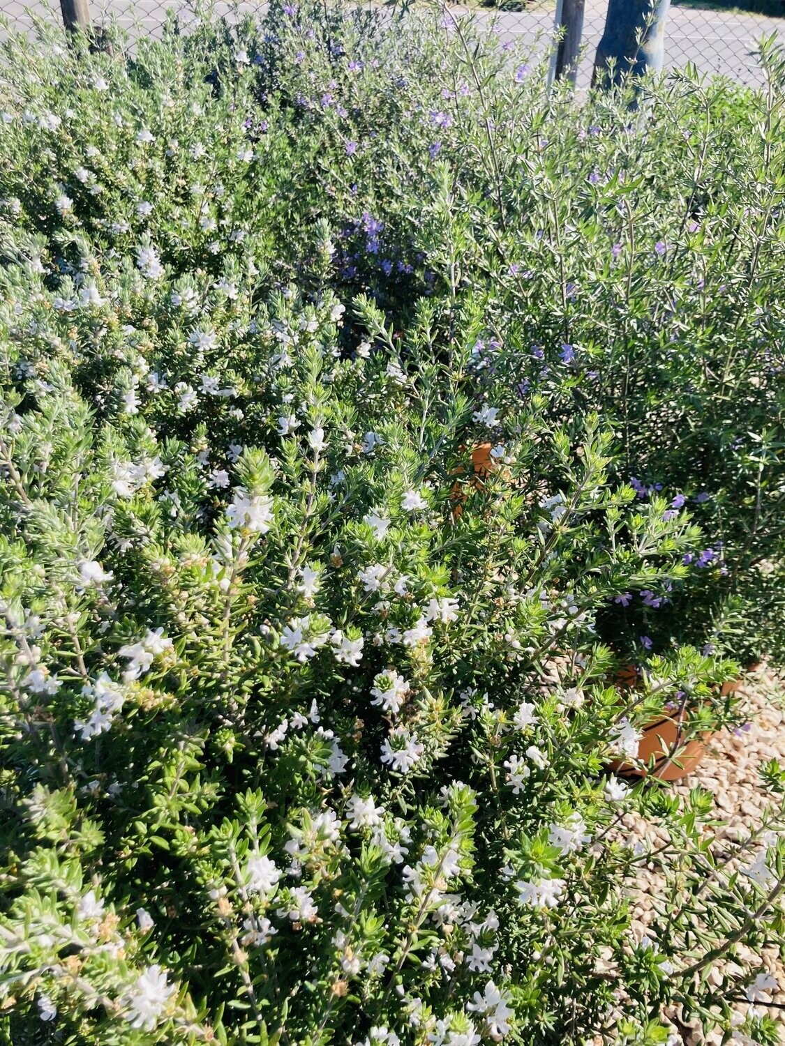 Westringia Fruticosa