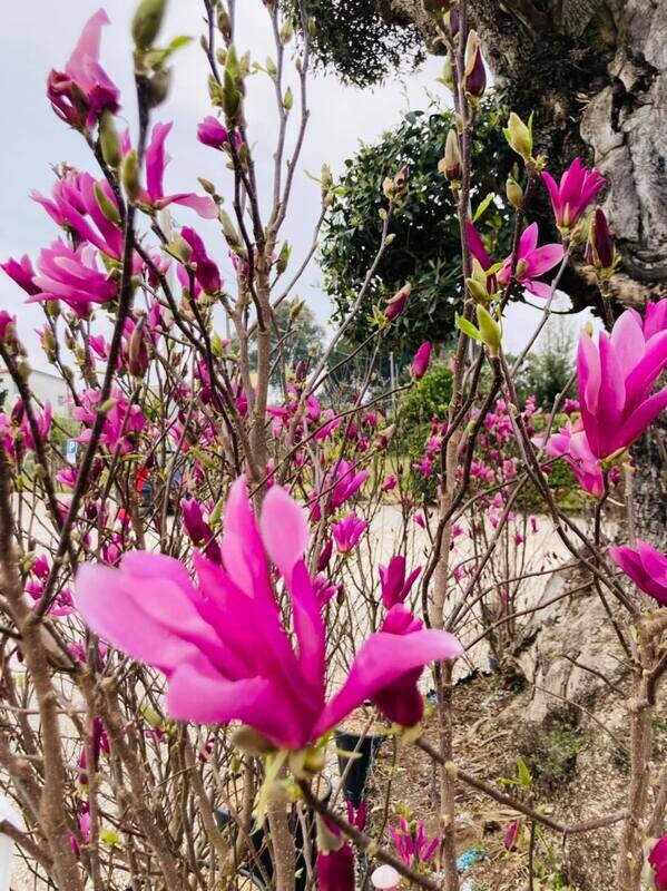 Magnolia Susan