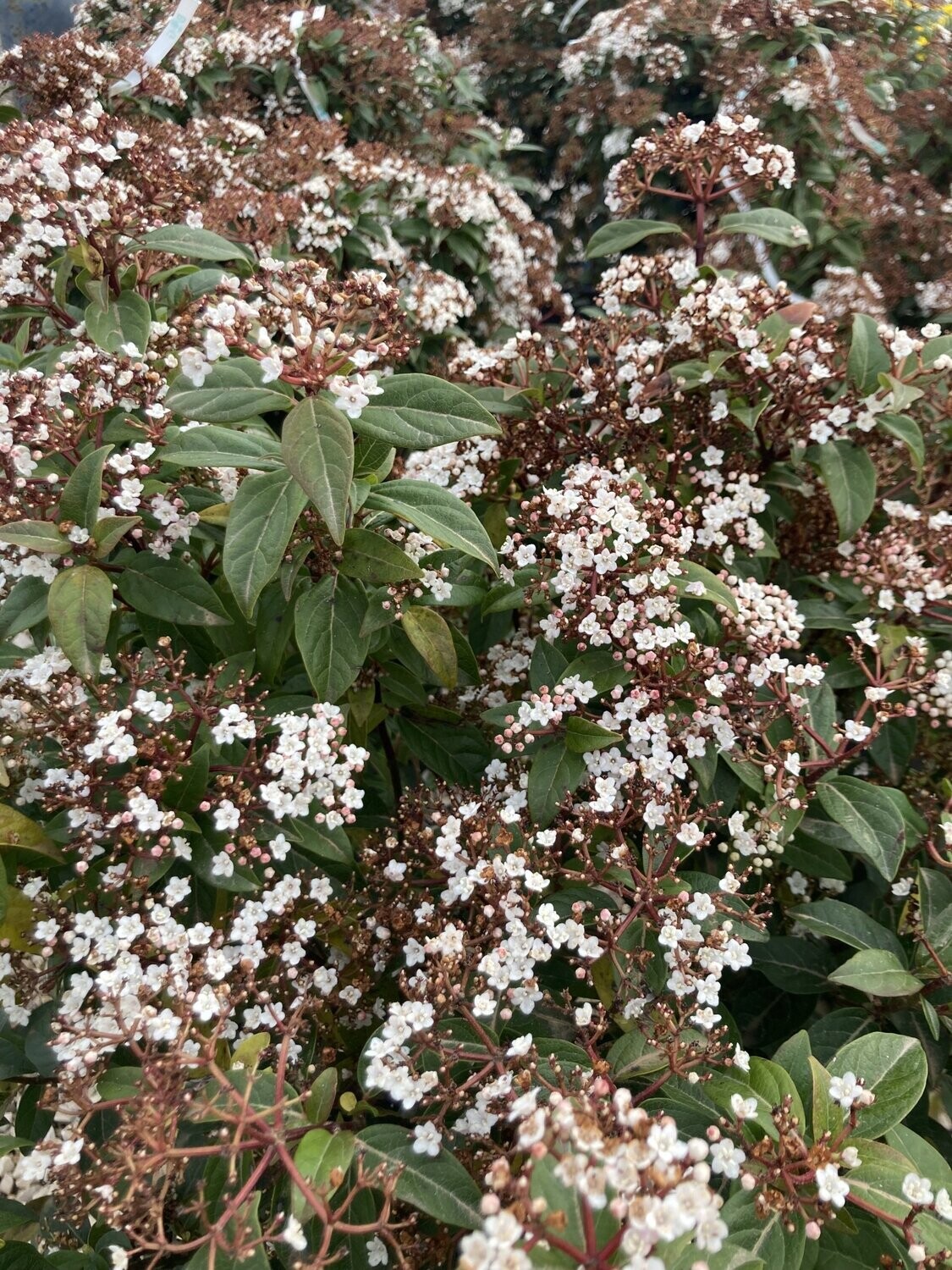 Viburnum Tinus