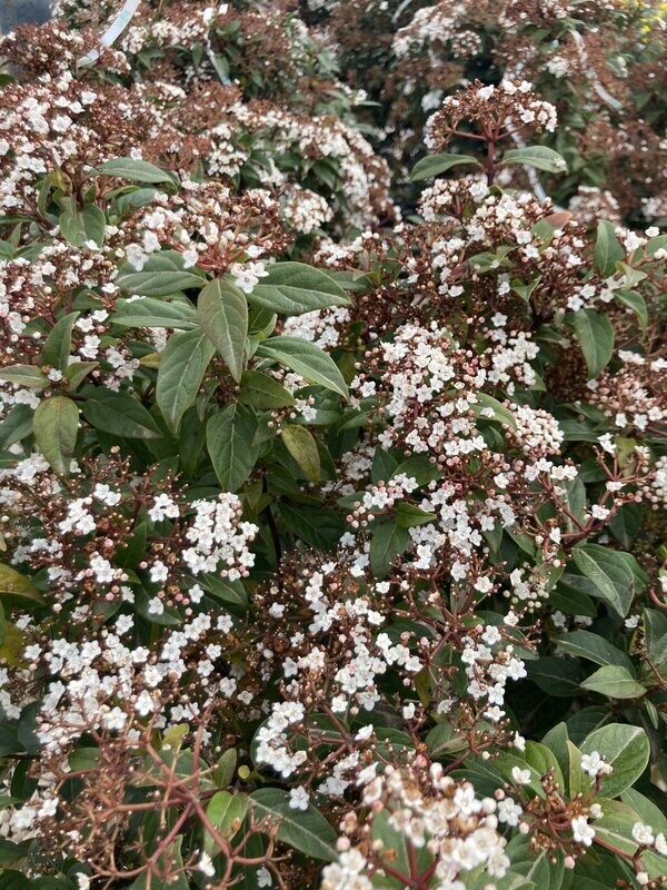 Viburnum Tinus