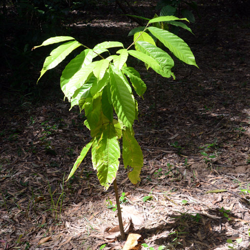 Adopt-a-cocoa Organic Seedling Adopt-a-cocoa Organic Seedling