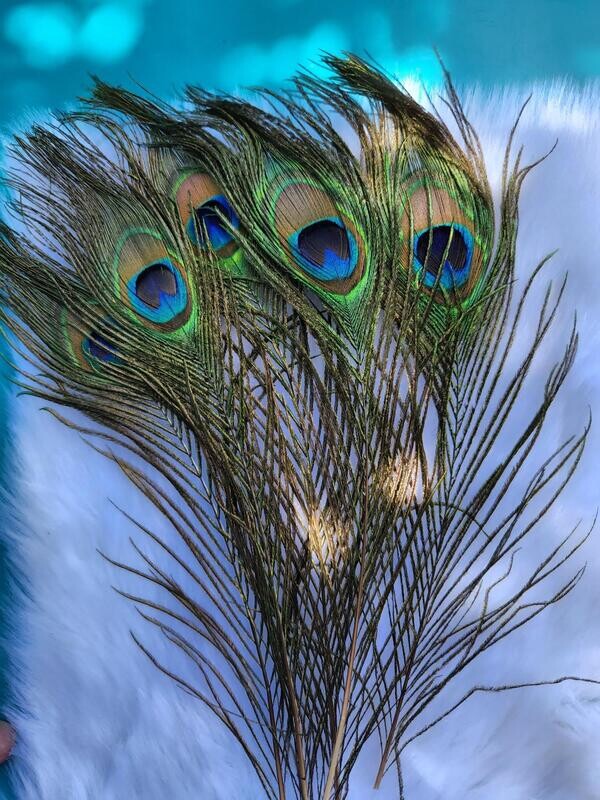Peacock Feather