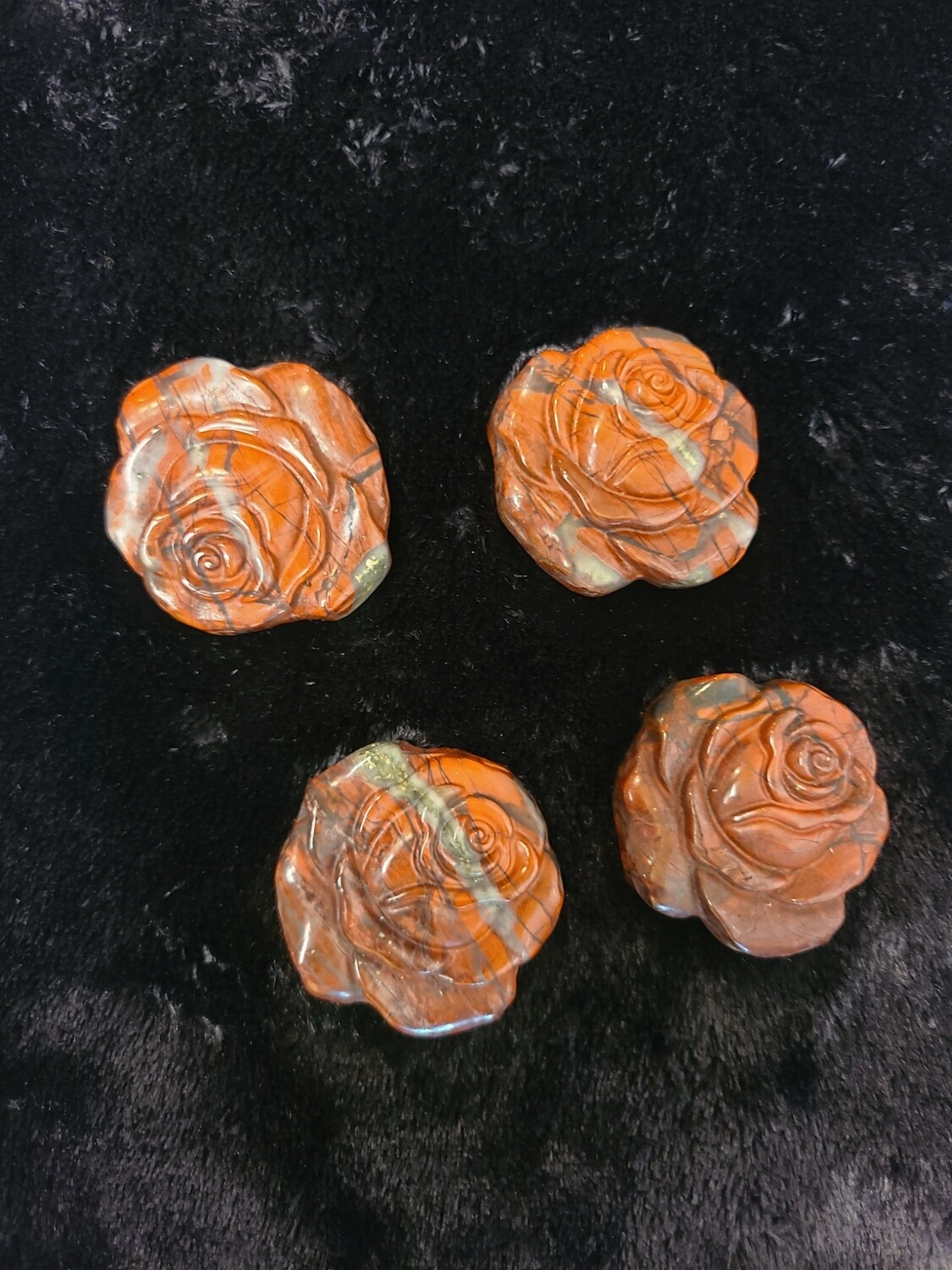 African Blood Rose