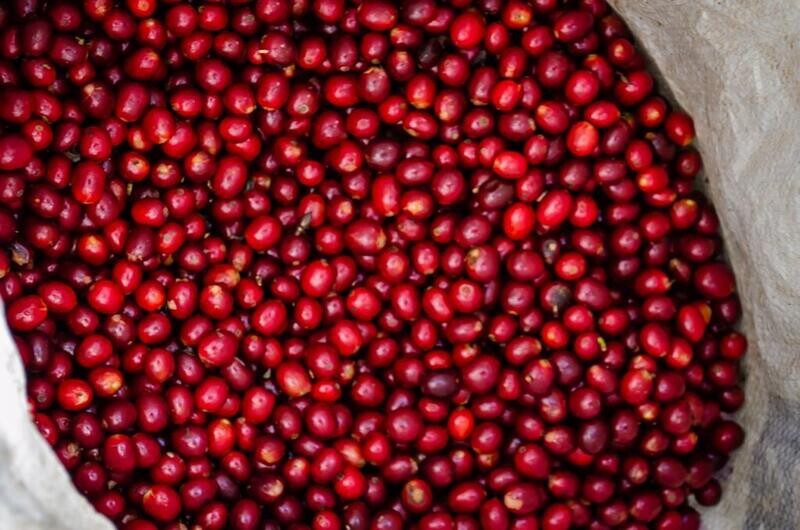 SANTA RITA  - CATURRA - NATURAL ANAEROBICO - FRAIJANES
