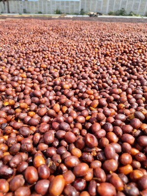 CUXINALES - PACAMARA  - NATURAL ANAEROBICO - ANTIGUA