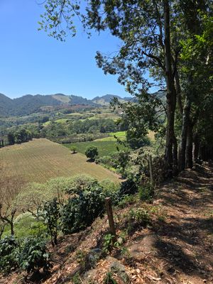 EL SOCORRO - LAURINA