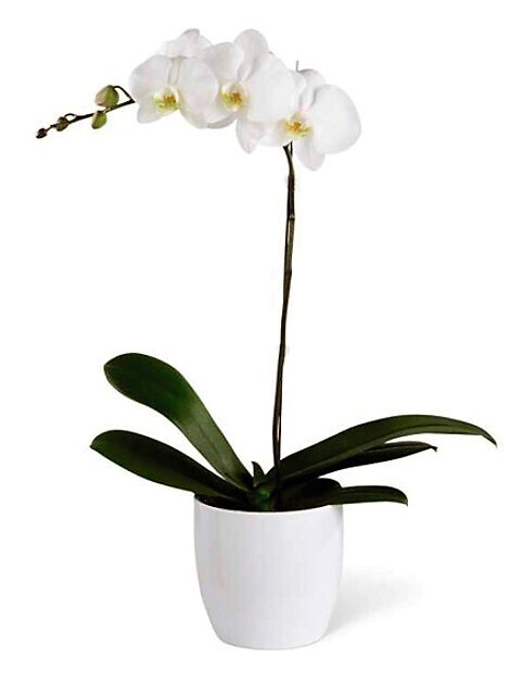 Orchidea Phalenopsis