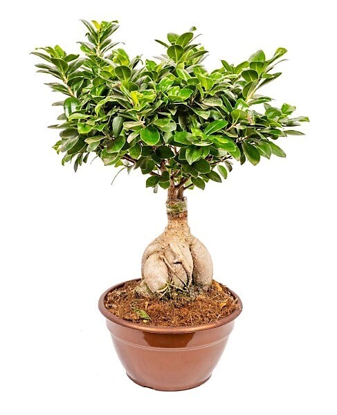 Bonsai Ficus Ginseng