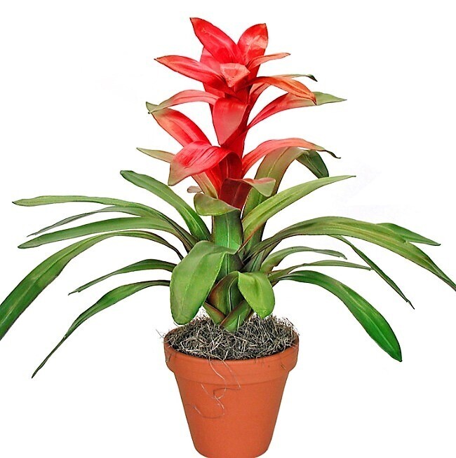 Bromelia Guzmania
