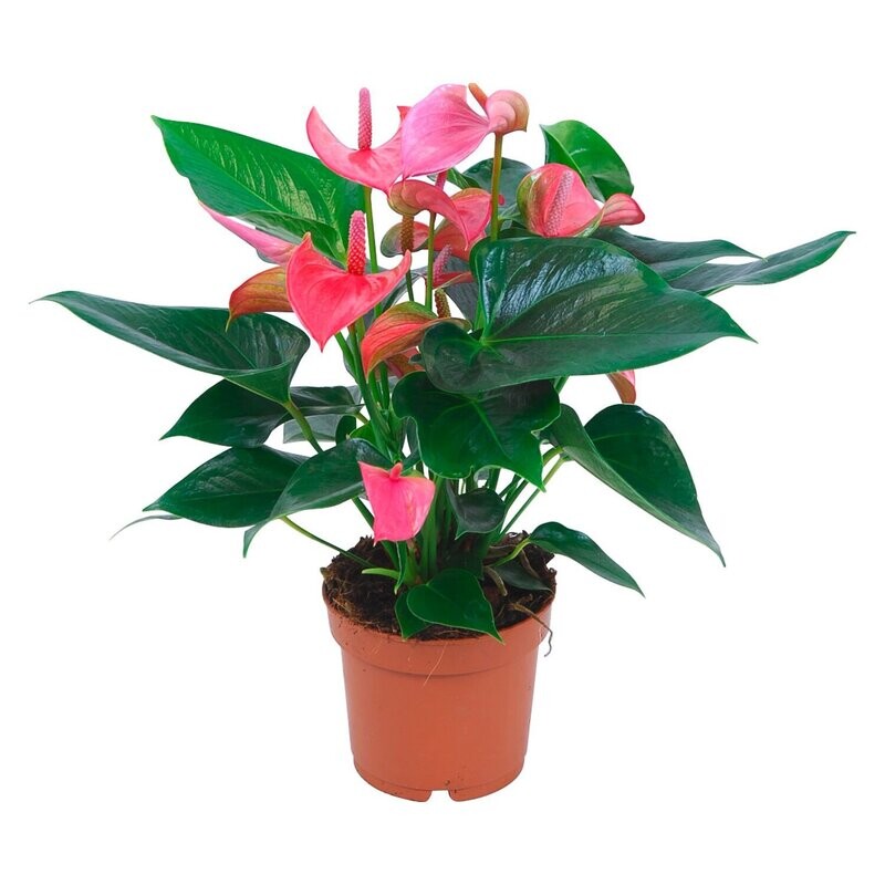 Pianta Anthurium