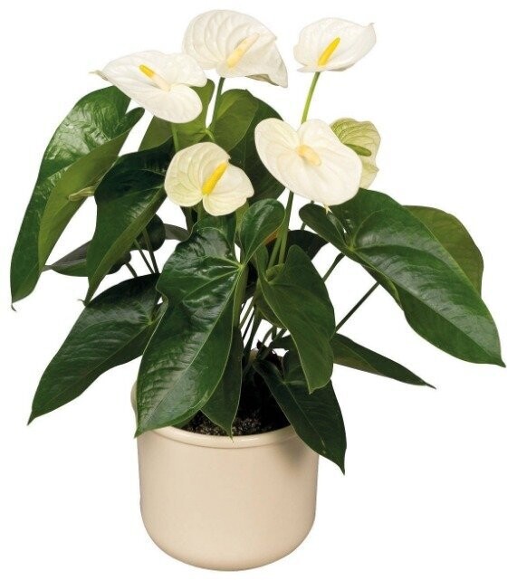 Pianta Anthurium