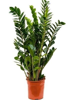 Zamioculcas