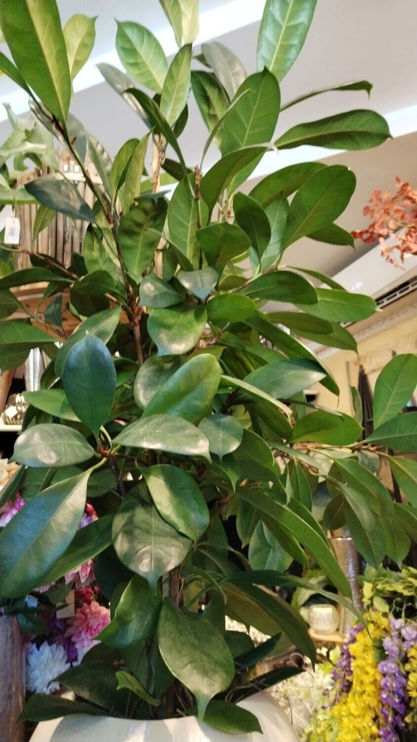 Pianta Verde da Appartamento