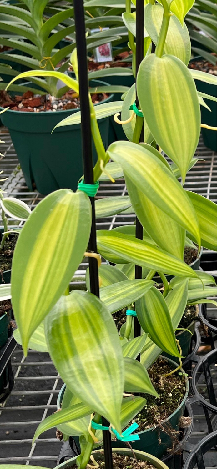 Vanilla Planifolia Green Variegated