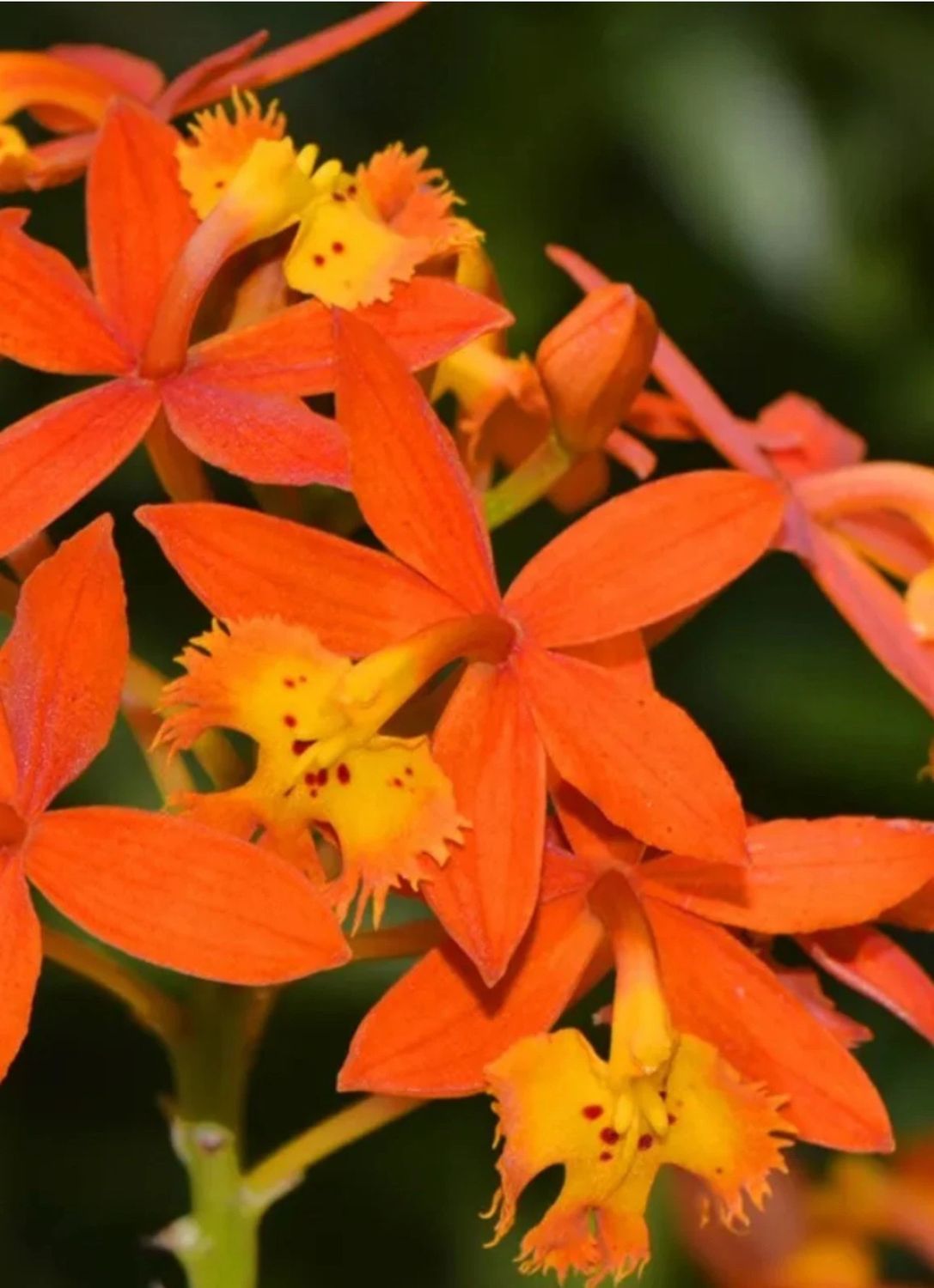 Epidendrum Radicans Orange Bare Root Clump FREE SHIP