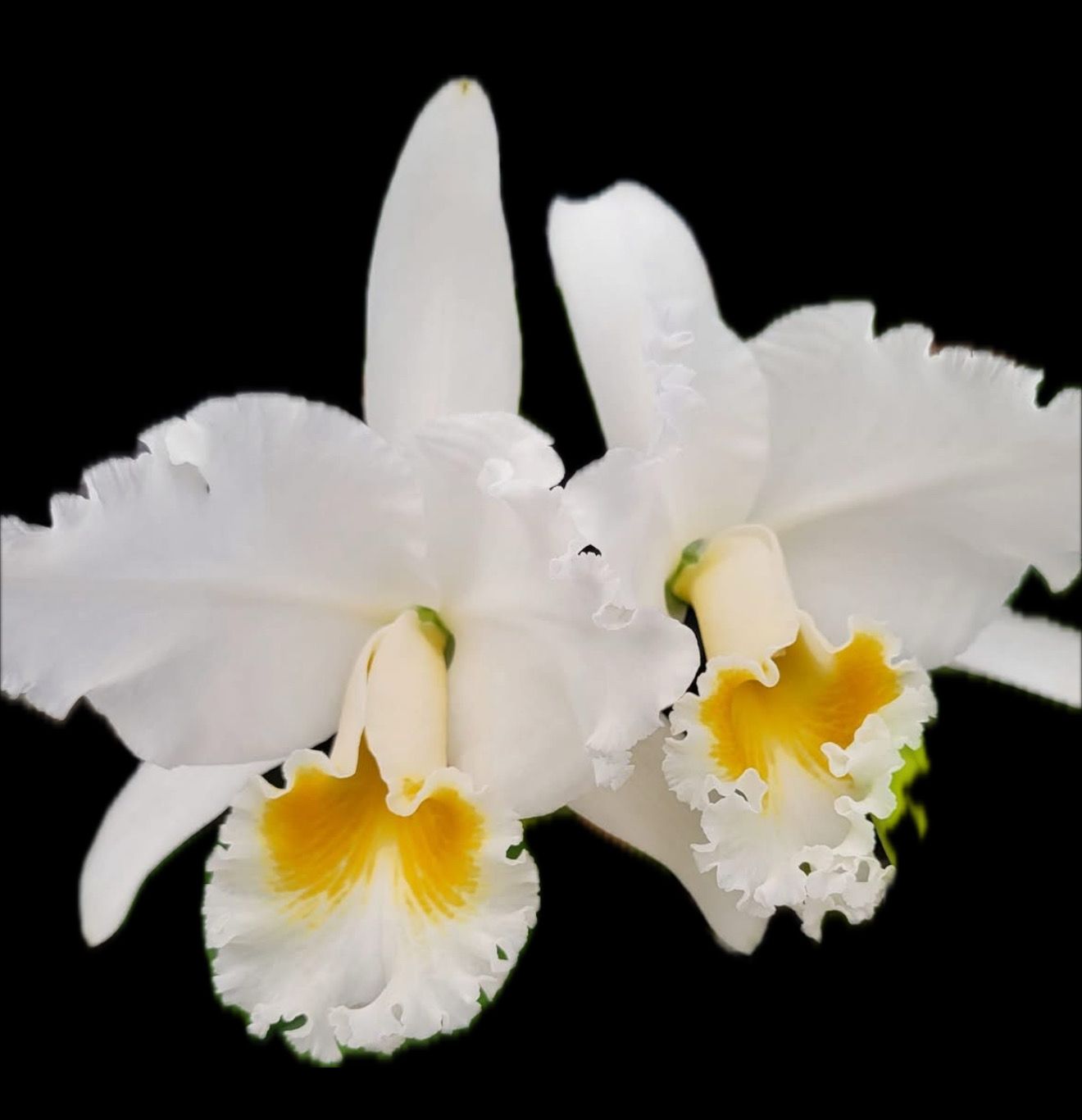 1958! HERITAGE Cattleya Mary Lynn McKenzie Natures Masterpiece Orchid Plant