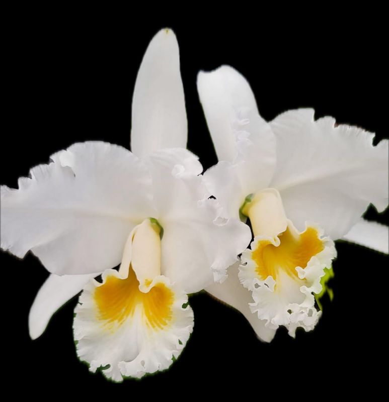 1958! HERITAGE Cattleya Mary Lynn McKenzie Natures Masterpiece Orchid Plant