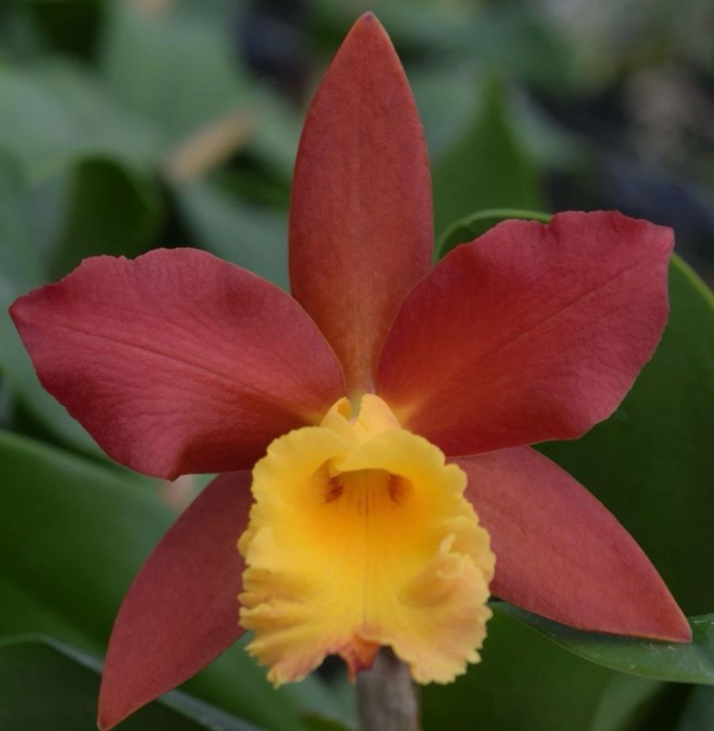 Blc Lily Marie Almas ‘MGR’  Cattleya Orchid plant