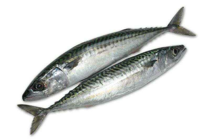 Meiller Fish Fish
