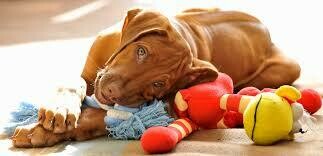 Toys &amp; Boredom Busters