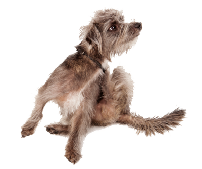 Fleas, Ticks &amp; Mites
