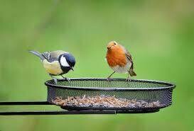 Wild Bird Food