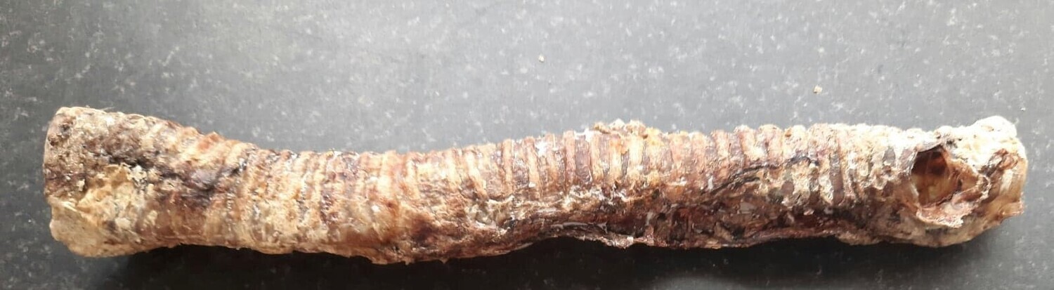 Beef Trachea 24cm