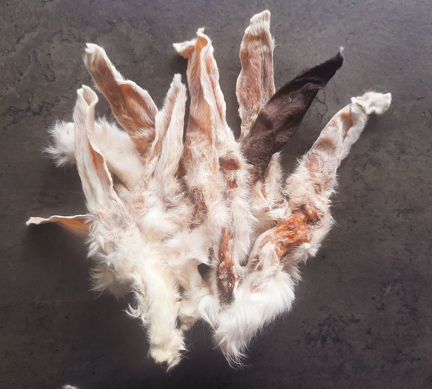 10 x Hairy Rabbit Ears