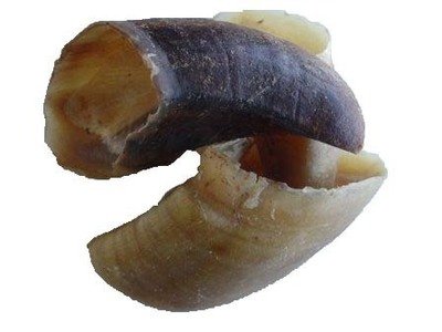 British Cow Hooves x1