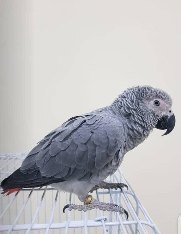 Male Baby African Gray Parrot 